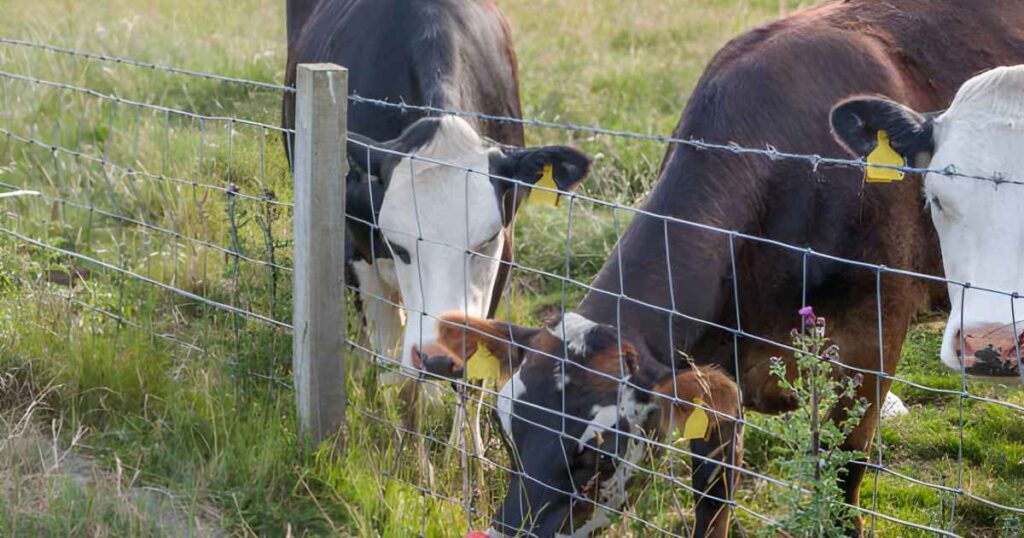 grupo de vacas detras de una malla ganadera Grupo de vacas detrás de una malla de acero ganadera