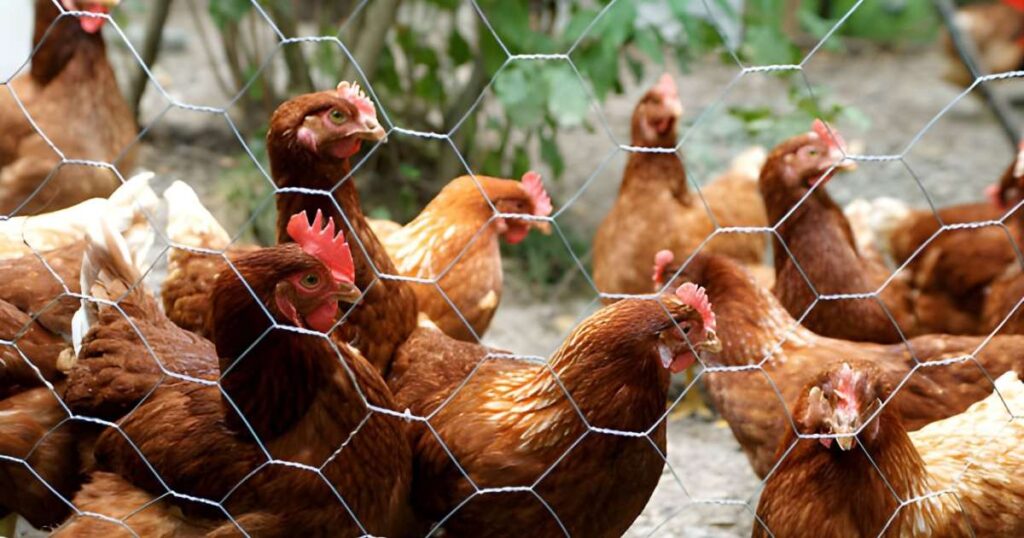 malla hexagonal frente a grupo de gallinas Malla hexagonal frente a grupo de gallinas